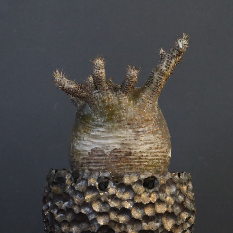 【雷土陶器鉢】P.グラキリス 787【綴化】