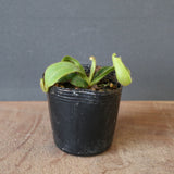 【食虫植物】N. veitchii `Akazukin' x veitchii (Bario stripe) Y's Lab