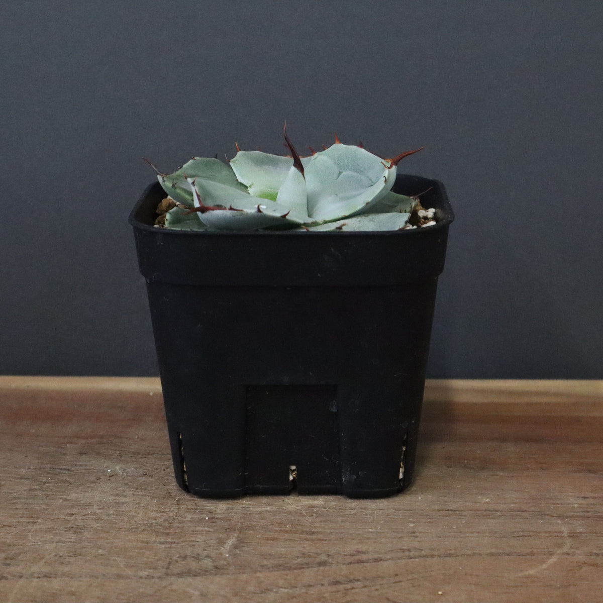 アガベ – 8ページ目 – TaiShoDo ONLINE SHOP