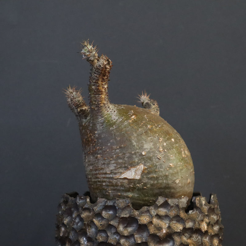 【雷土陶器鉢】P.グラキリス 787【綴化】