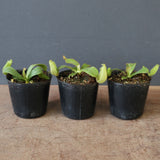 【食虫植物】N. veitchii `Akazukin' x veitchii (Bario stripe) Y's Lab
