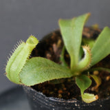 【食虫植物】N. veitchii `Akazukin' x veitchii (Bario stripe) Y's Lab