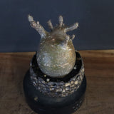 【雷土陶器鉢】P.グラキリス 787【綴化】