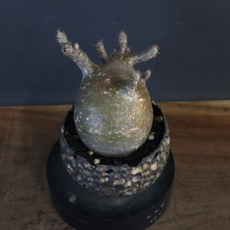 【雷土陶器鉢】P.グラキリス 787【綴化】