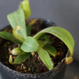 【食虫植物】N. veitchii `Akazukin' x veitchii (Bario stripe) Y's Lab