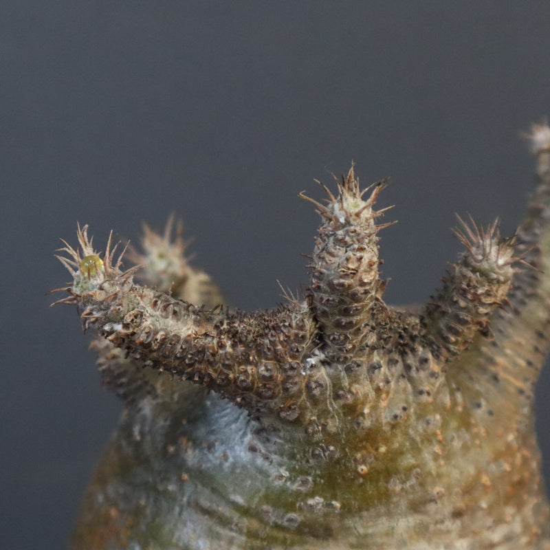 【雷土陶器鉢】P.グラキリス 787【綴化】