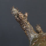 【雷土陶器鉢】P.グラキリス 787【綴化】