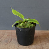 【食虫植物】N. sibuyanensis Y'S Lab