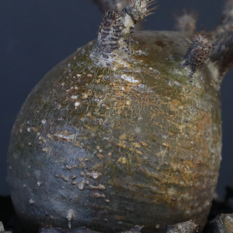 【雷土陶器鉢】P.グラキリス 787【綴化】