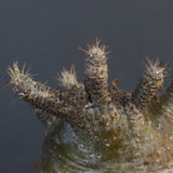 【雷土陶器鉢】P.グラキリス 787【綴化】