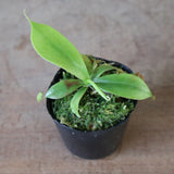 【食虫植物】N. sibuyanensis Y'S Lab