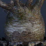 【雷土陶器鉢】P.グラキリス 787【綴化】