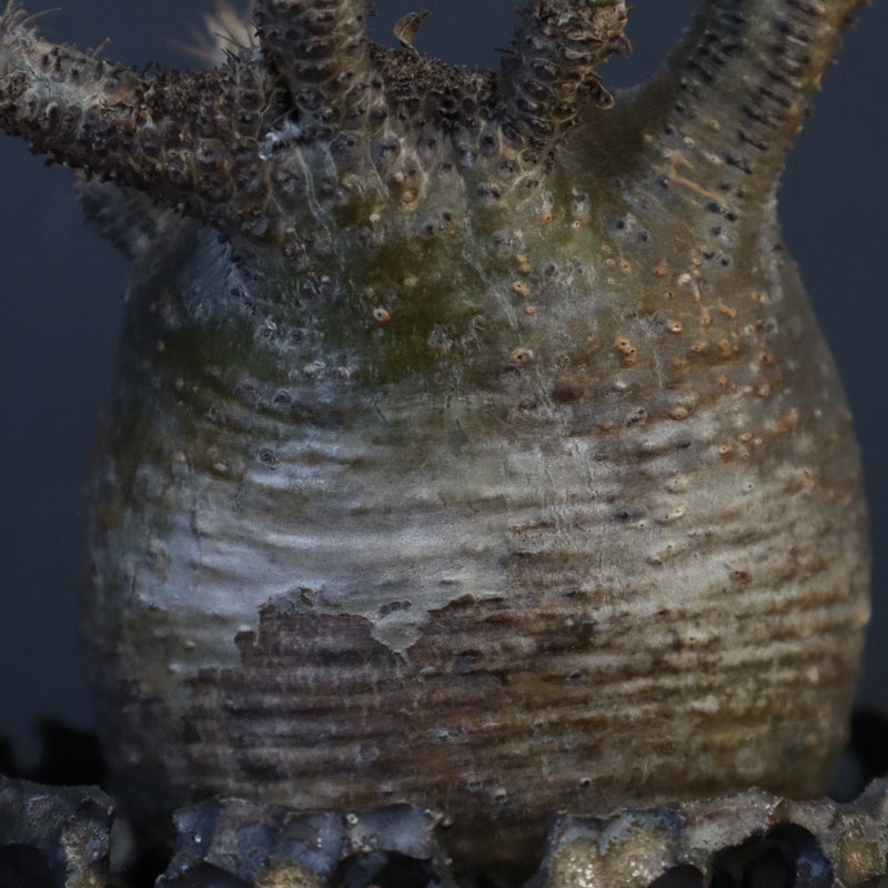 【雷土陶器鉢】P.グラキリス 787【綴化】