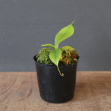 【食虫植物】N. sibuyanensis Y'S Lab