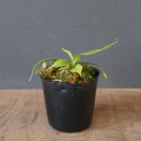 【食虫植物】N. sibuyanensis Y'S Lab