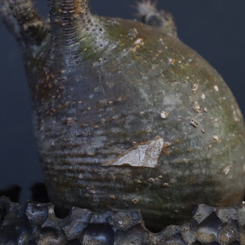 【雷土陶器鉢】P.グラキリス 787【綴化】