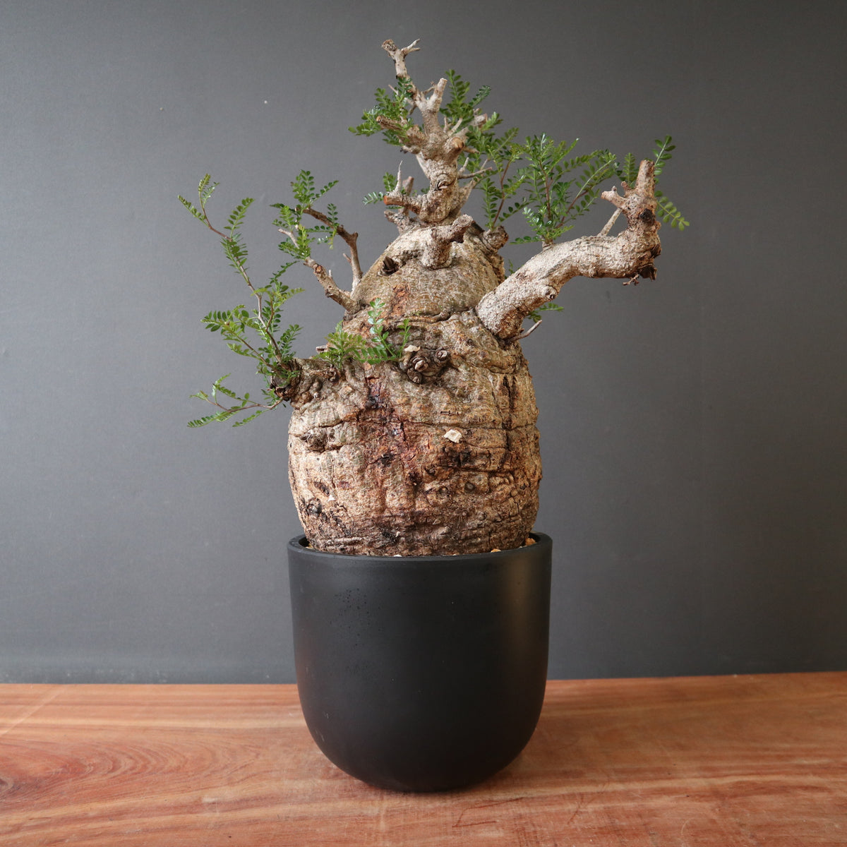 TaiShoDo ONLINE SHOP 塊根植物 多肉植物通販