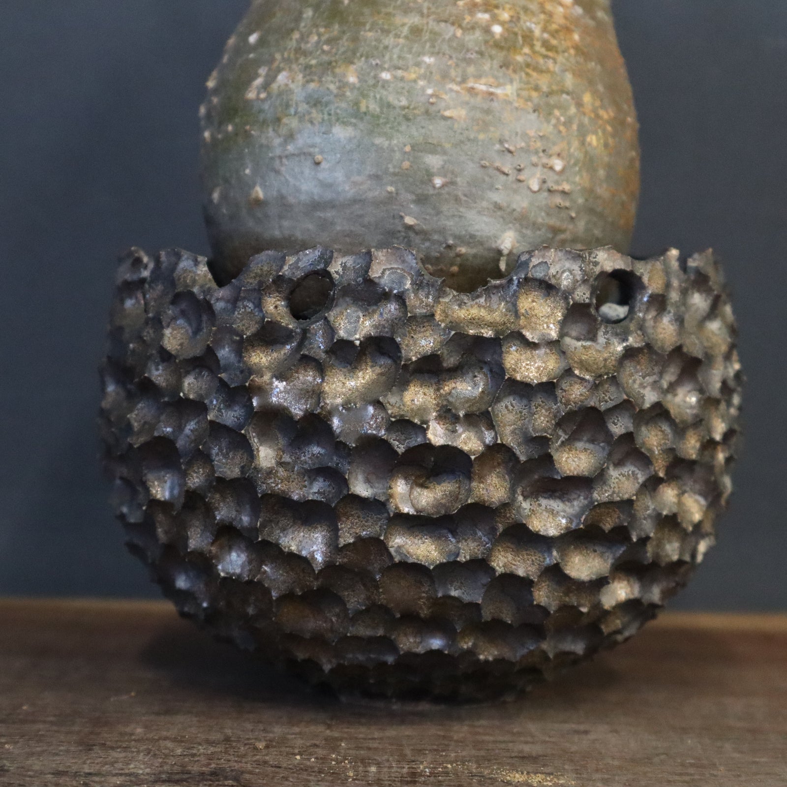 雷土陶器鉢】P.グラキリス 787【綴化】 – TaiShoDo ONLINE SHOP