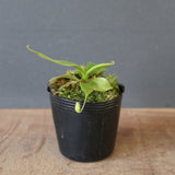 【食虫植物】N. sibuyanensis Y'S Lab