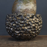 【雷土陶器鉢】P.グラキリス 787【綴化】