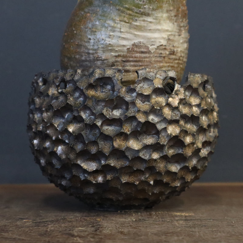 【雷土陶器鉢】P.グラキリス 787【綴化】