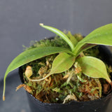 【食虫植物】N. sibuyanensis Y'S Lab