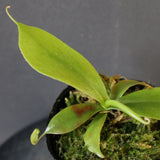 【食虫植物】N. sibuyanensis Y'S Lab