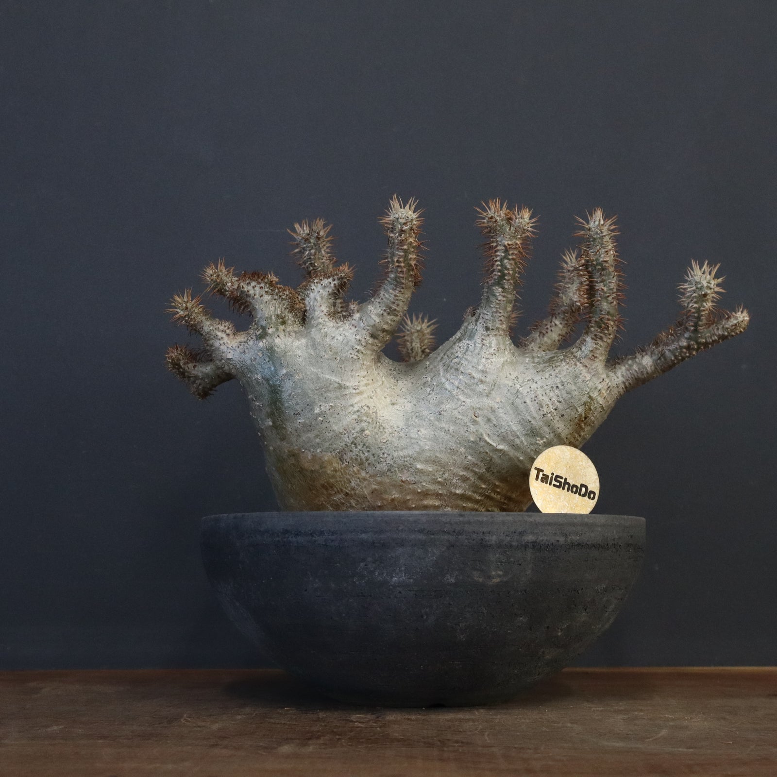 P.グラキリス 164【綴化】 – TaiShoDo ONLINE SHOP