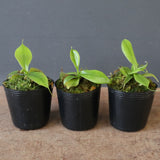 【食虫植物】N. sibuyanensis Y'S Lab