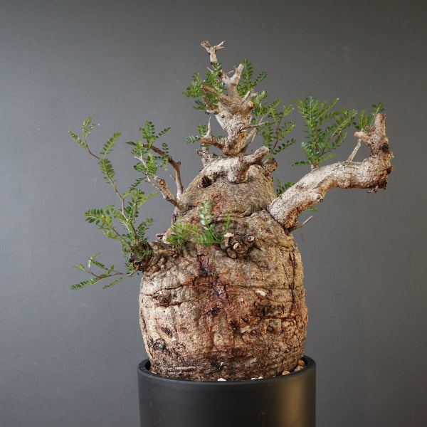 塊根植物 – TaiShoDo ONLINE SHOP