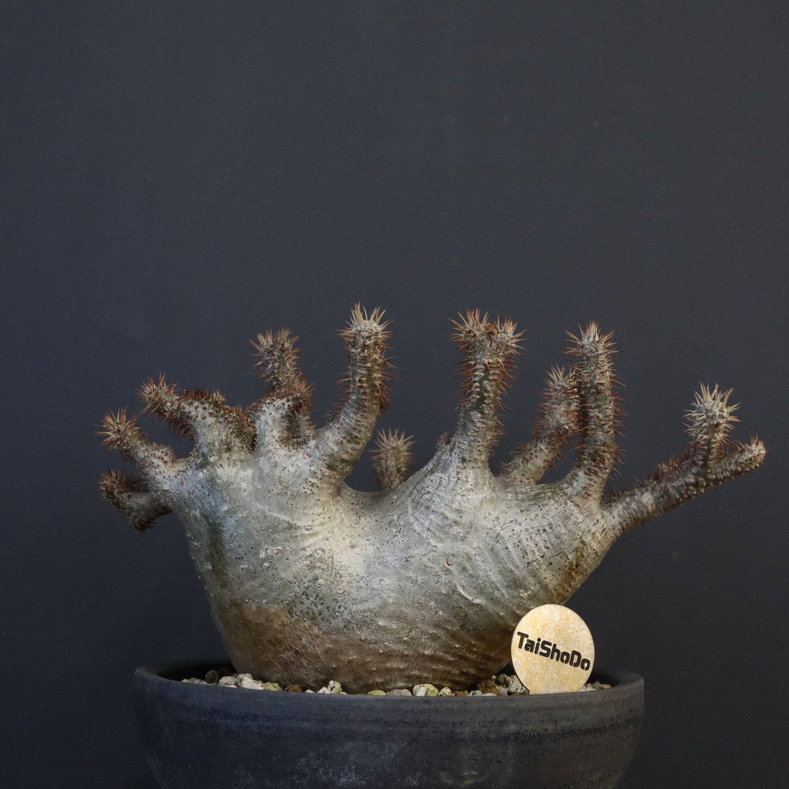 P.グラキリス 164【綴化】 – TaiShoDo ONLINE SHOP