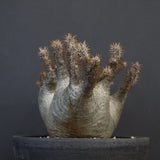 P.グラキリス 164【綴化】