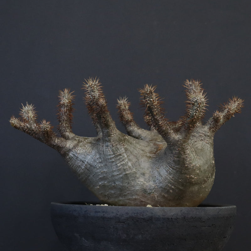 P.グラキリス 164【綴化】