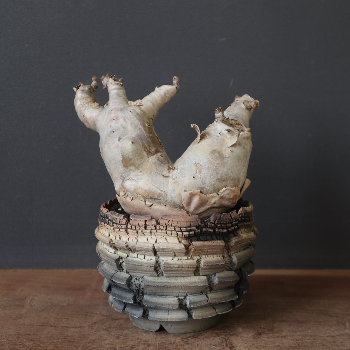 鉢 × 塊根植物 – TaiShoDo ONLINE SHOP