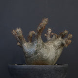 P.グラキリス 164【綴化】