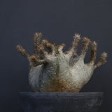 P.グラキリス 164【綴化】