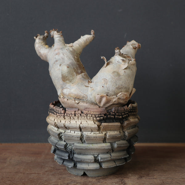 塊根植物 – 20ページ目 – TaiShoDo ONLINE SHOP