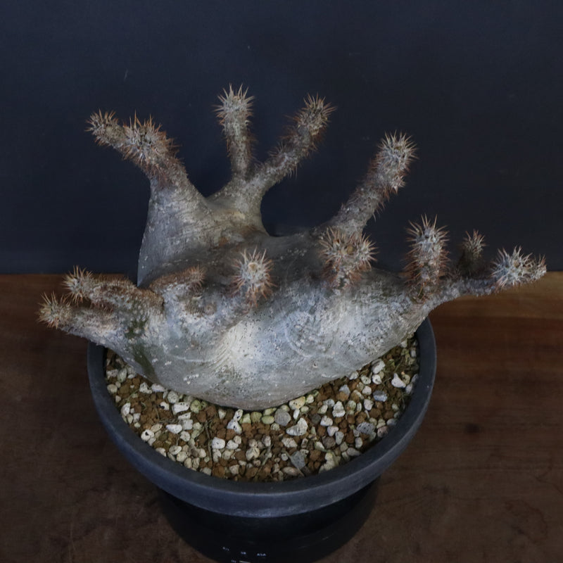 P.グラキリス 164【綴化】