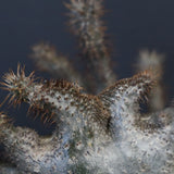 P.グラキリス 164【綴化】