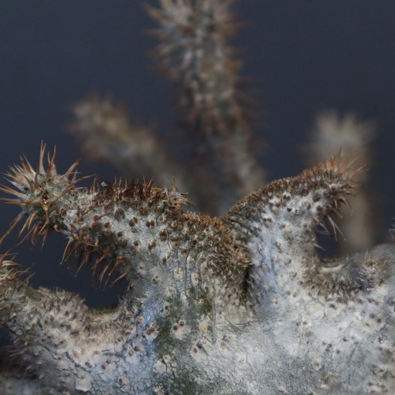 P.グラキリス 164【綴化】