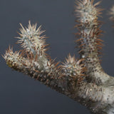 P.グラキリス 164【綴化】