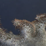 P.グラキリス 164【綴化】