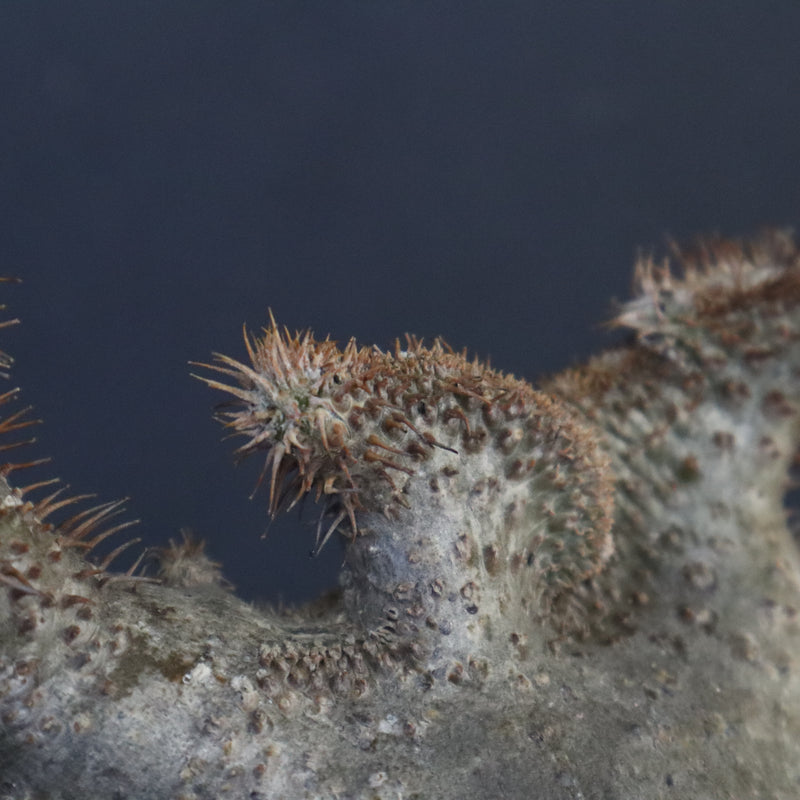 P.グラキリス 164【綴化】