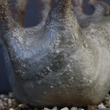 P.グラキリス 164【綴化】