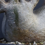 P.グラキリス 164【綴化】