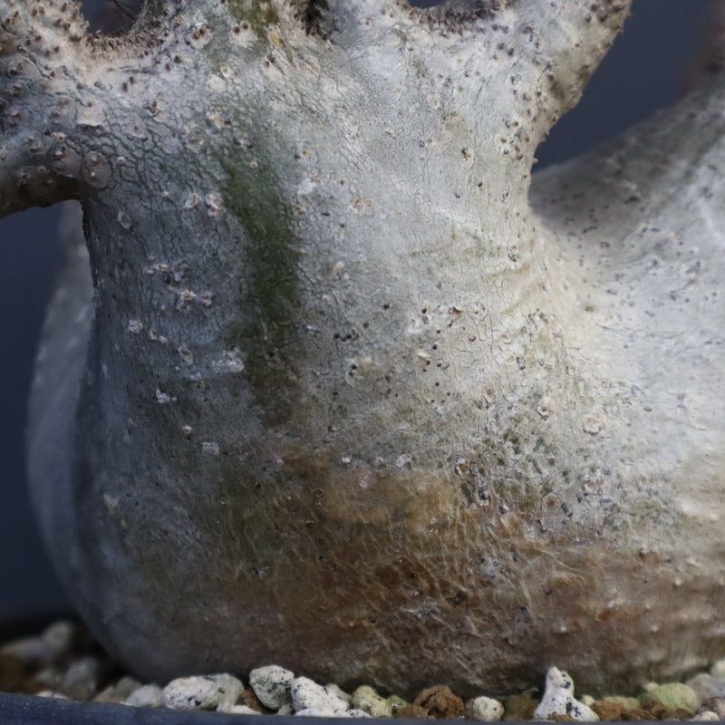 P.グラキリス 164【綴化】