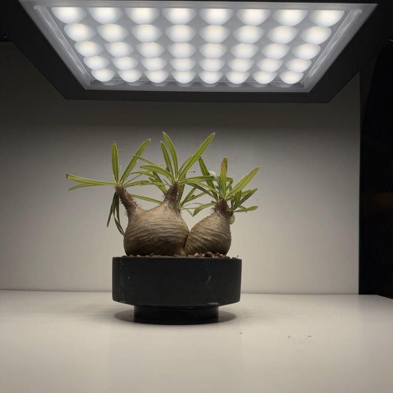 【BARREL】ROKI パネルライト（ROKI‐350 100W）超高演色 植物育成用照明 BA-100W-FL