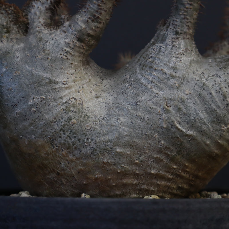 P.グラキリス 164【綴化】