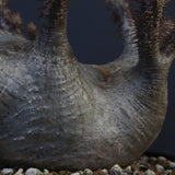 P.グラキリス 164【綴化】