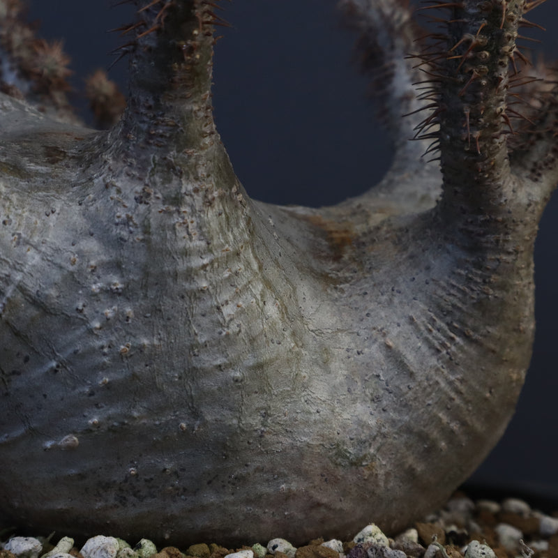 P.グラキリス 164【綴化】